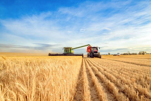 ДФЗ - 43268 селекции | agrovest.bg ДФЗ - 79386 селекции